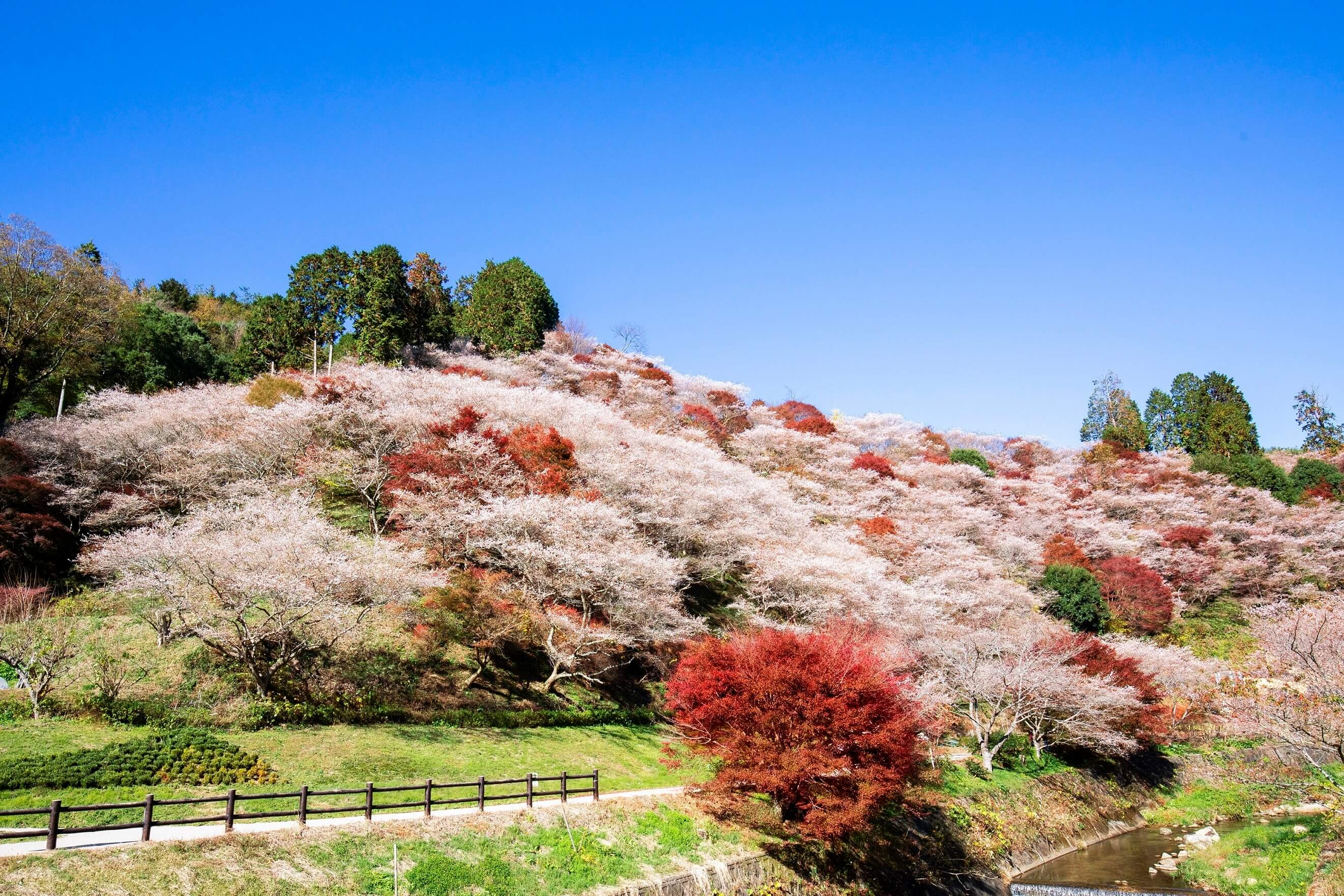 秋に咲く桜と紅葉を堪能 愛知県豊田市 小原四季桜まつり 香嵐渓もみじまつり Moshi Moshi Nippon もしもしにっぽん