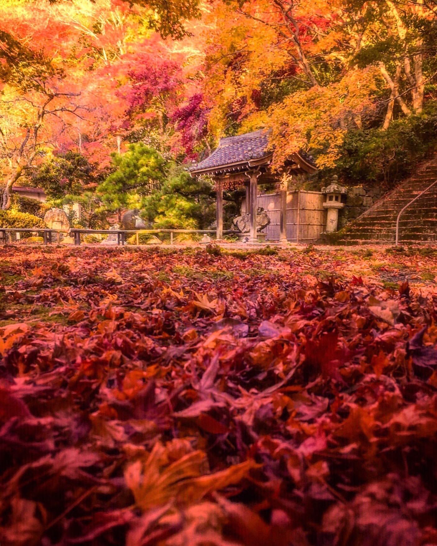 金蔵寺 Konzoji Kyoto 2