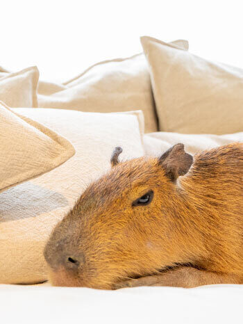 カピねこカフェ カピバラ ねこ 吉祥寺 Cat cafe Kichijoji capybara 2