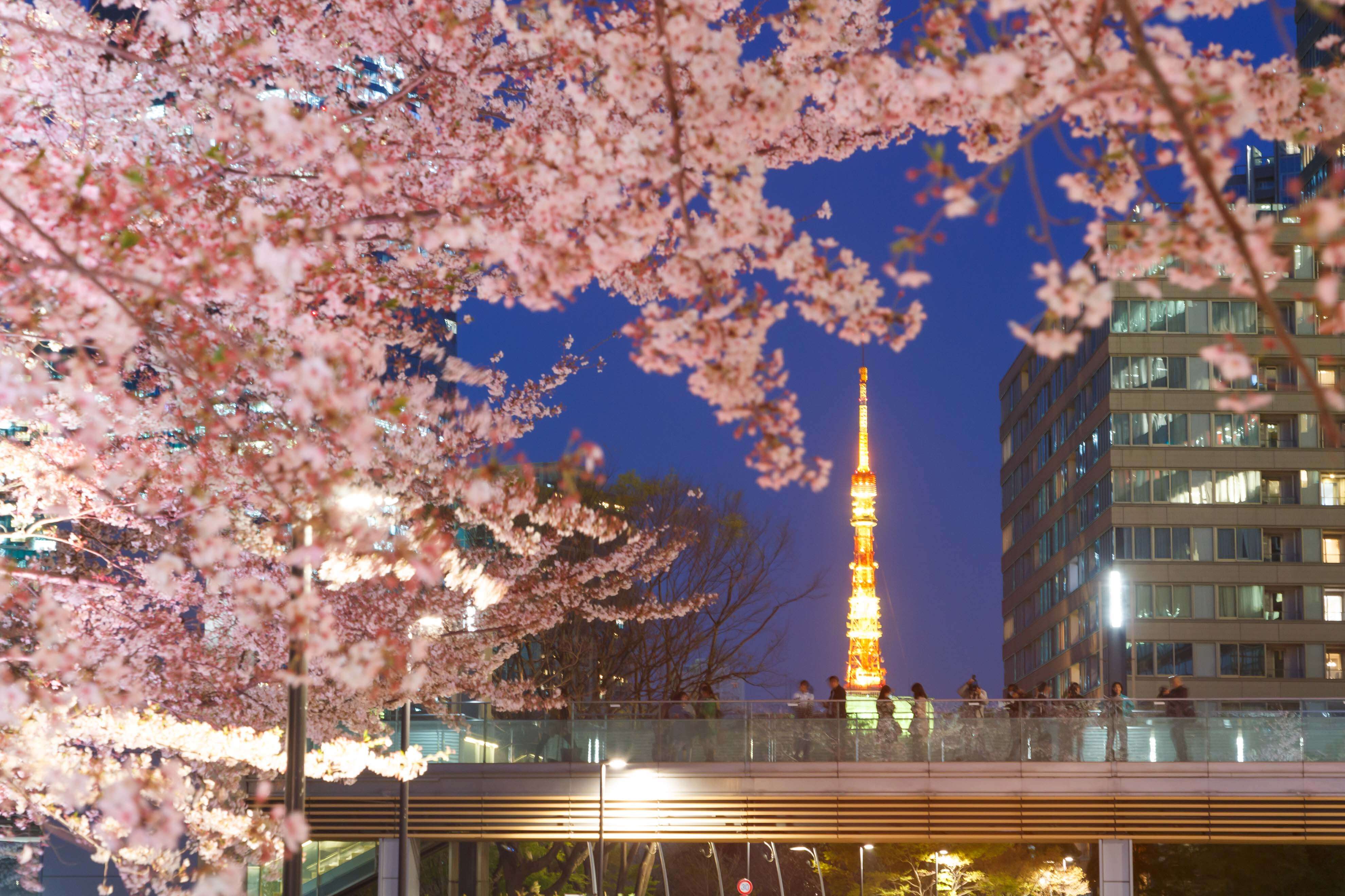 東京ミッドタウン 桜 イベント Sakura event MIDTOWN BLOSSOM 2020 6