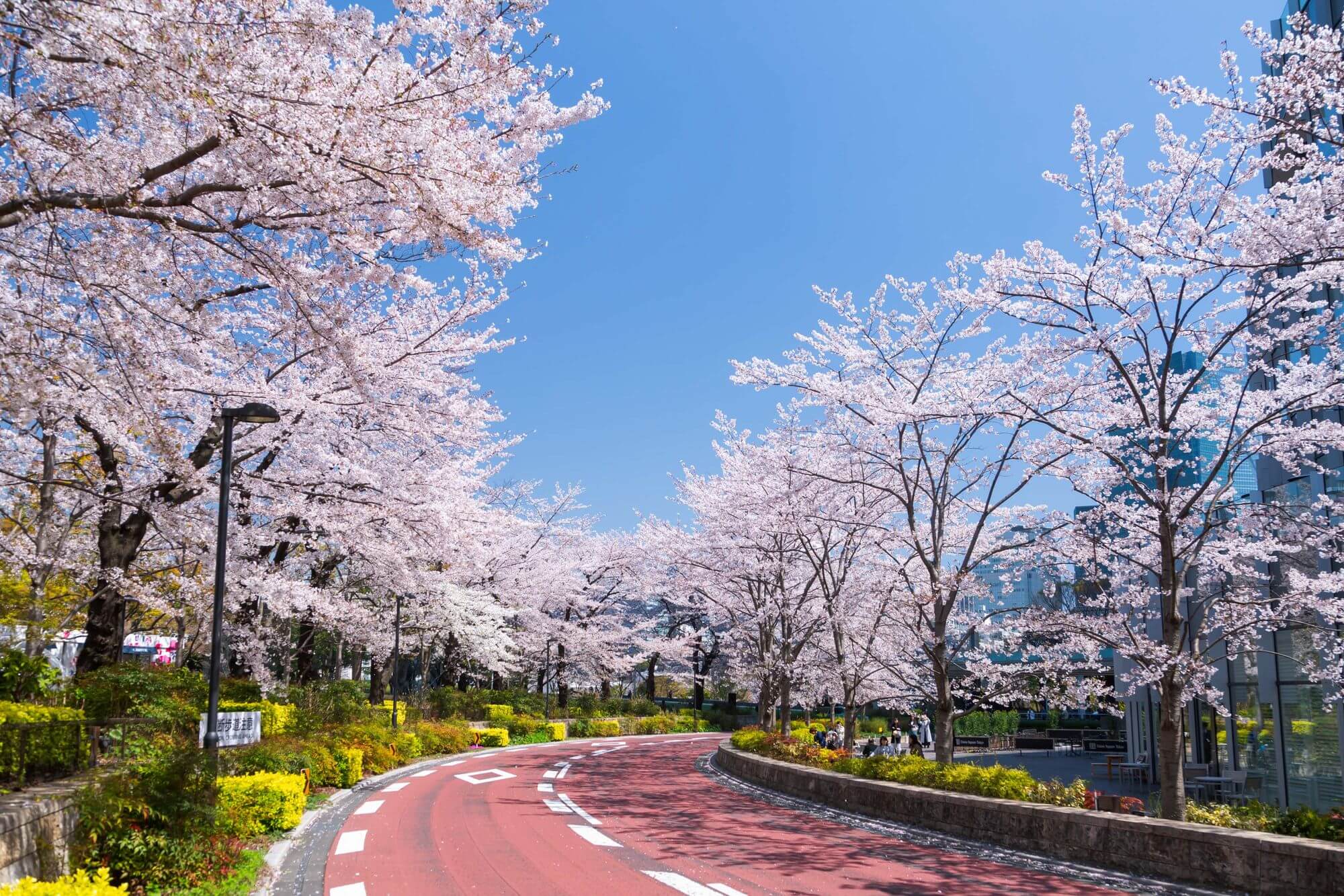 東京ミッドタウン 桜 イベント Sakura event MIDTOWN BLOSSOM 2020 4