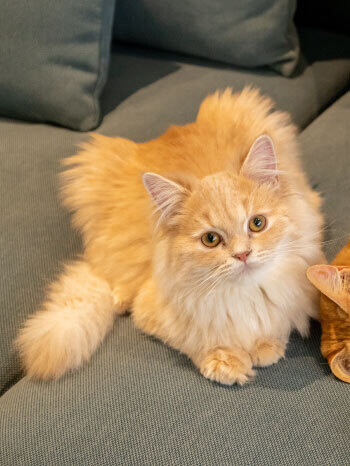 カピねこカフェ カピバラ ねこ 吉祥寺 Cat cafe Kichijoji capybara 5