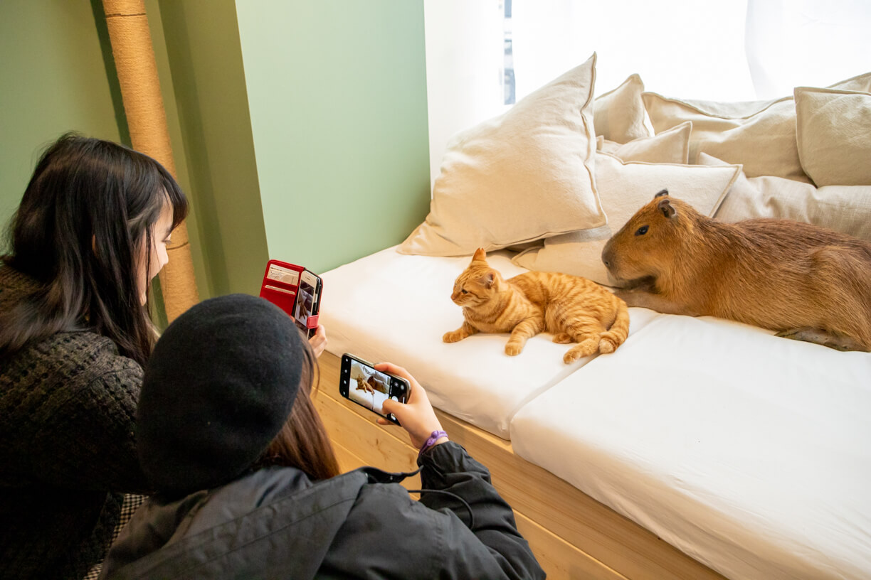 カピねこカフェ カピバラ ねこ 吉祥寺 Cat cafe Kichijoji capybara 6