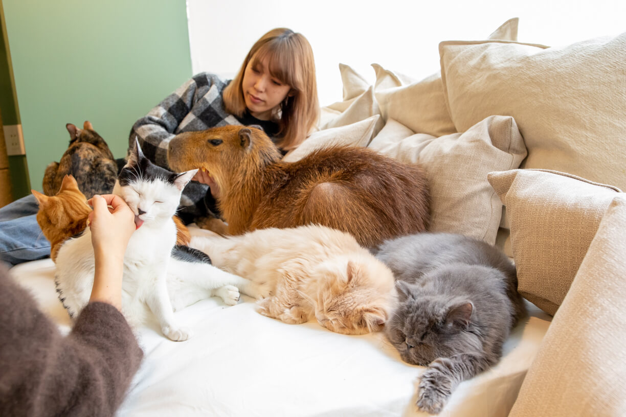 カピねこカフェ カピバラ ねこ 吉祥寺 Cat cafe Kichijoji capybara 7