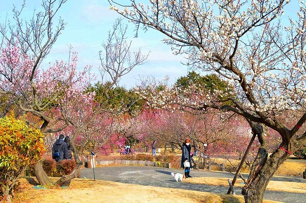 関東最大級 小田原フラワーパーク 渓流の梅園 の梅の花が見頃に Moshi Moshi Nippon もしもしにっぽん