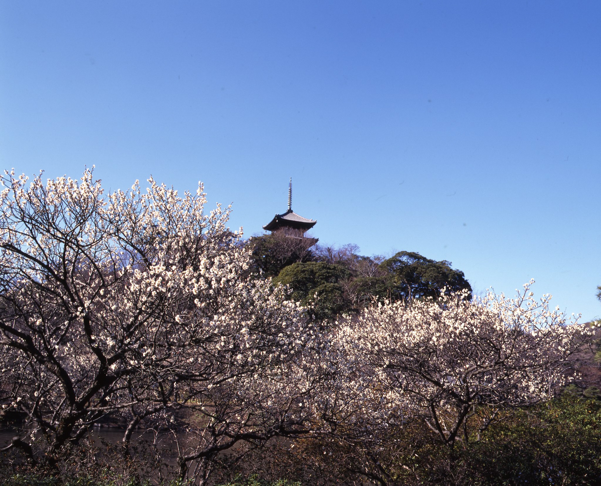 Sankei-en blossom_viewing＿三溪園賞櫻花＿三溪園観梅会
