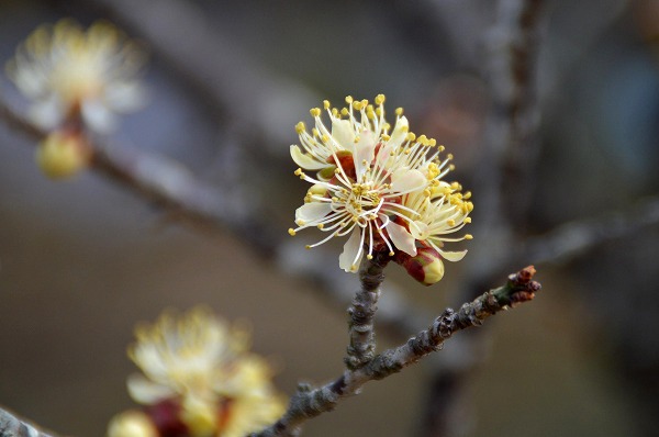 odawara-flower-garden_%e5%b0%8f%e7%94%b0%e5%8e%9f%e3%83%95%e3%83%a9%e3%83%af%e3%83%bc%e3%82%ac%e3%83%bc%e3%83%87%e3%83%b3_%e5%b0%8f%e7%94%b0%e5%8e%9f%e8%8a%b1%e5%9c%92_%e3%81%8a%e3%81%86%e3%81%94