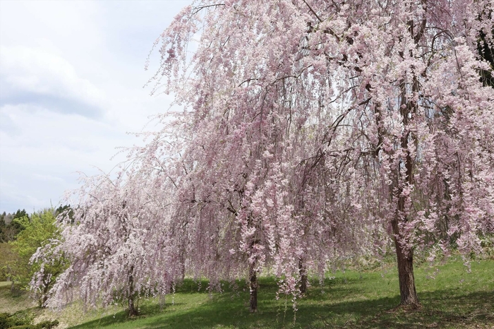 星野リゾート桜_星野集团櫻花_ Hoshino Resorts Sakura