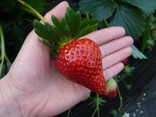 Chiba Strawberries千葉県苺＿千葉草莓1