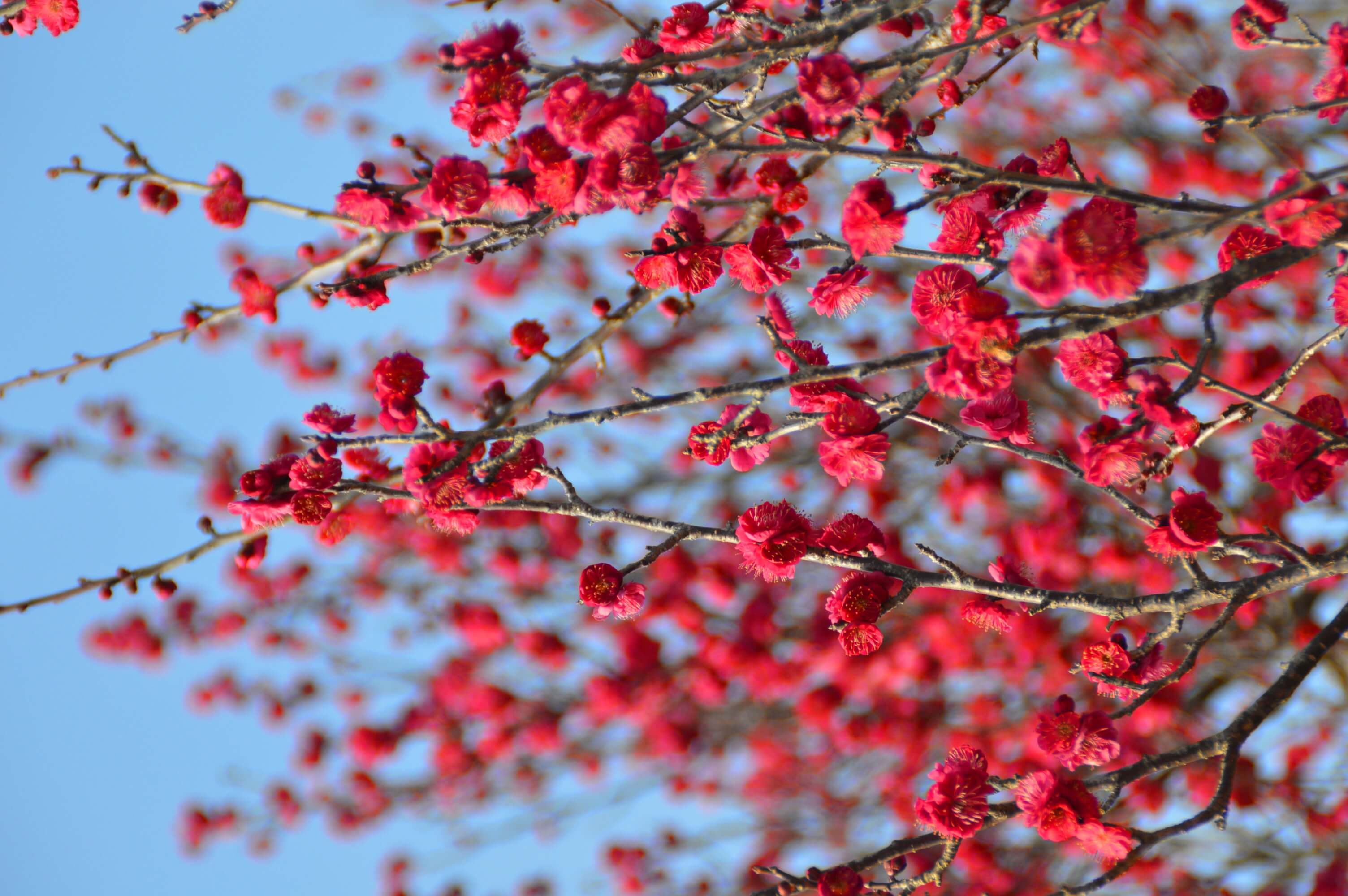 関東最大級 小田原フラワーパーク 渓流の梅園 の梅の花が見頃に Moshi Moshi Nippon もしもしにっぽん