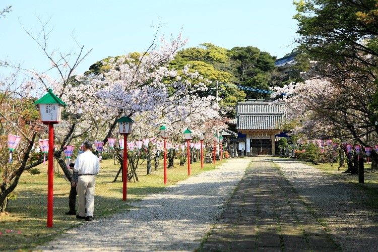 長崎県花見 長崎縣櫻花 Cherry Blossoms Nagasaki_