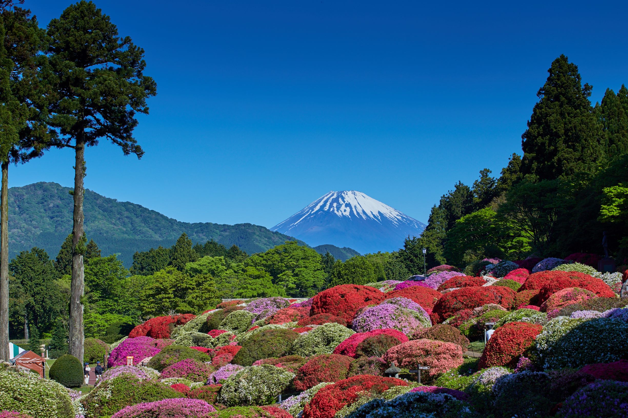 箱根 さくら Cherry Blossoms Hakone 箱根櫻