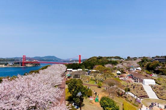 長崎県花見 長崎縣櫻花 Cherry Blossoms Nagasaki_1