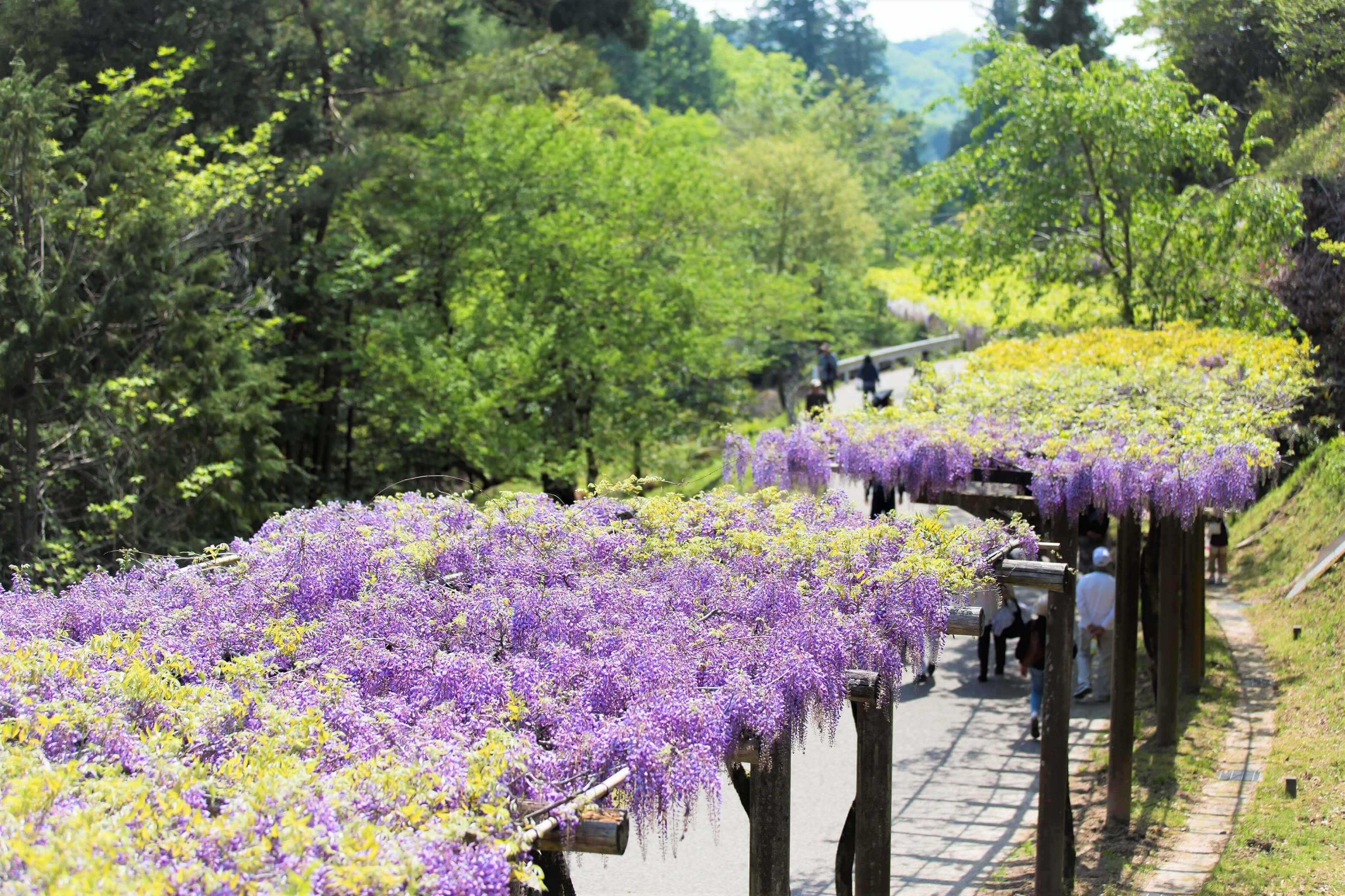 愛知県豊田市お花見 Toyota Aichi Flower Viewing Spots愛知豐田賞櫻花_10