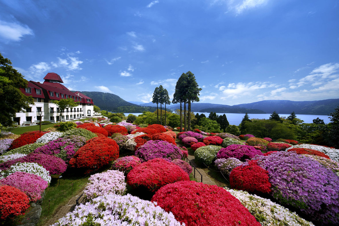 箱根 さくら Cherry Blossoms Hakone 箱根櫻_4