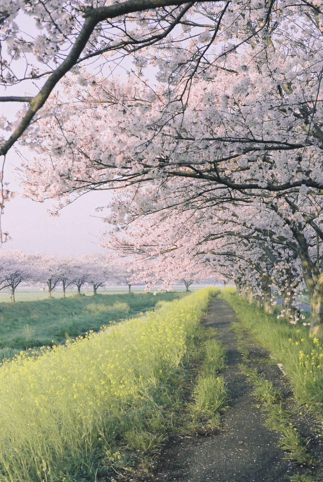 Cherry Blossoms Chikuzen Fukuoka さくら福岡県筑前町 櫻花福岡県築前町_1