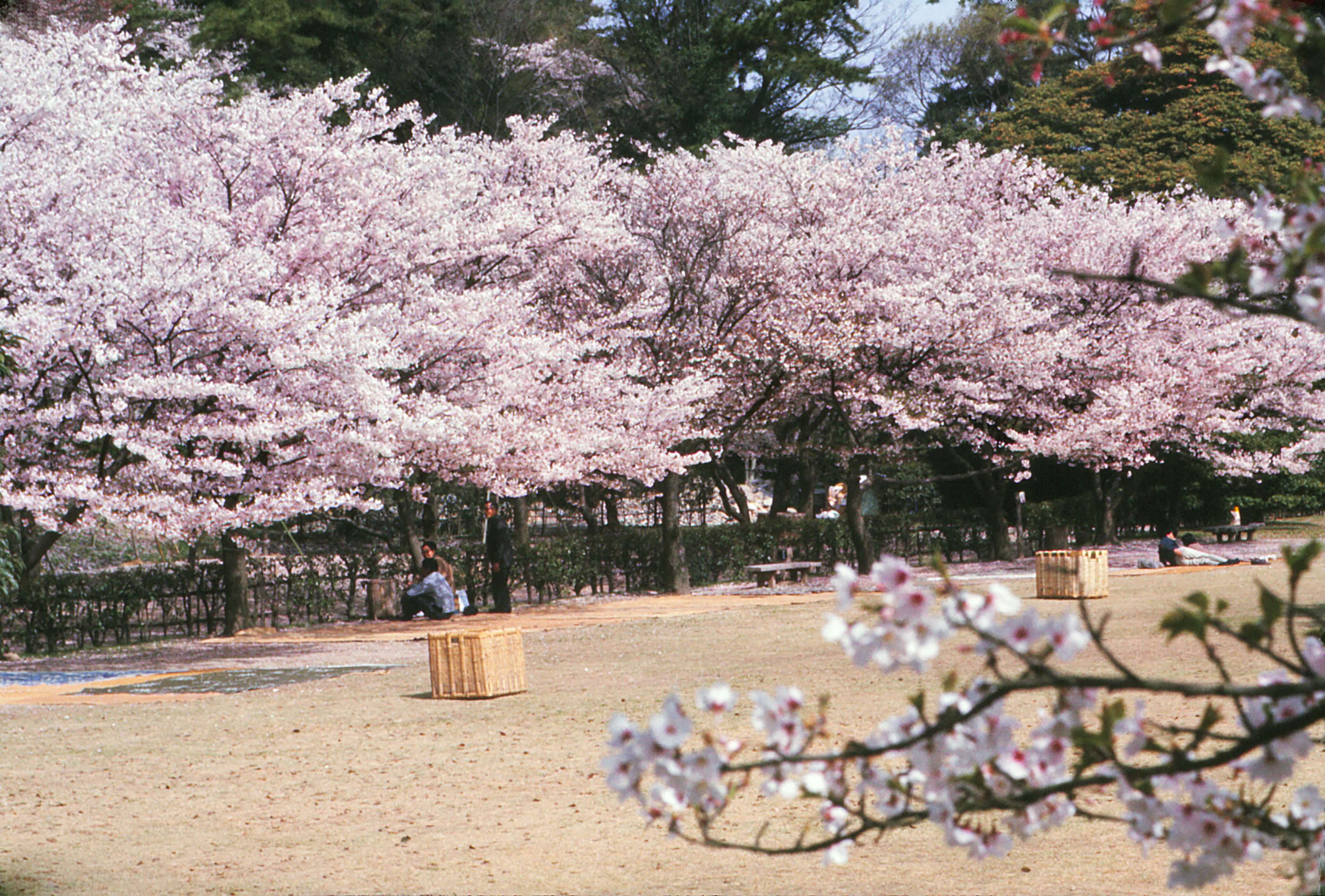 香川県高松市 香川縣高松市 Takamatsu City, Kagawa Prefecture_4