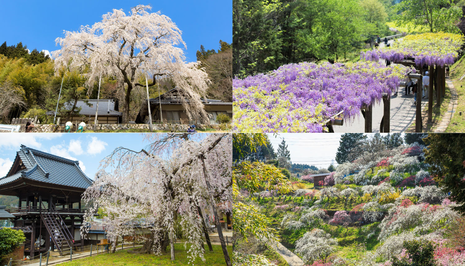 愛知県豊田市お花見-Toyota-Aichi-Flower-Viewing-Spots愛知豐田賞櫻花