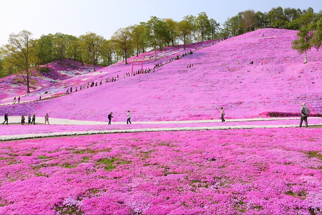北海道 さくら Hokkaido Cherry Blossoms 北海道櫻花__2