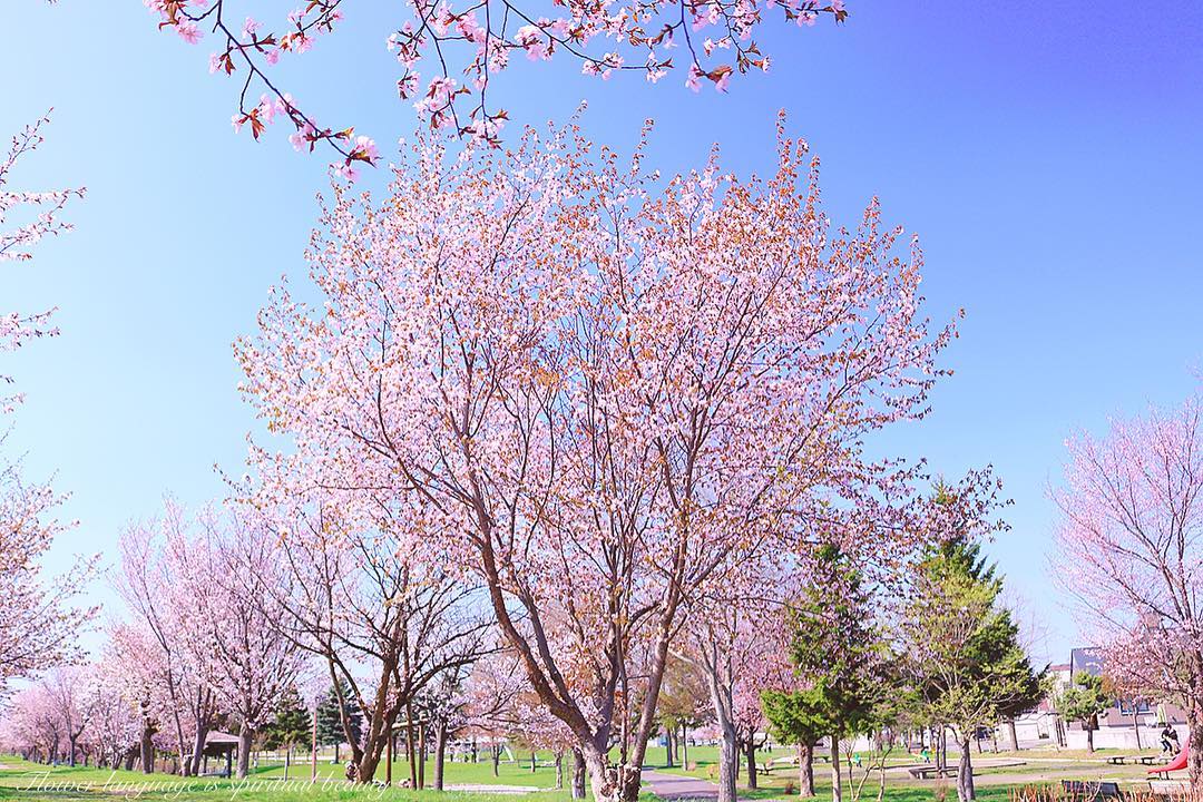 北海道 さくら Hokkaido Cherry Blossoms 北海道櫻花_