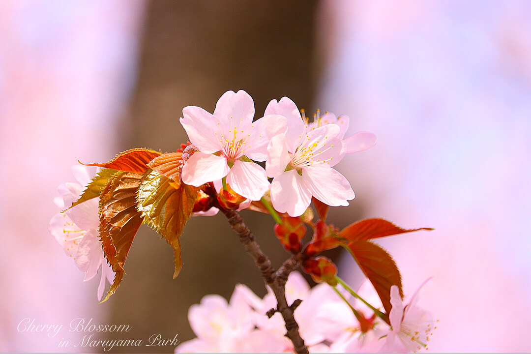 北海道 さくら Hokkaido Cherry Blossoms 北海道櫻花_1-2