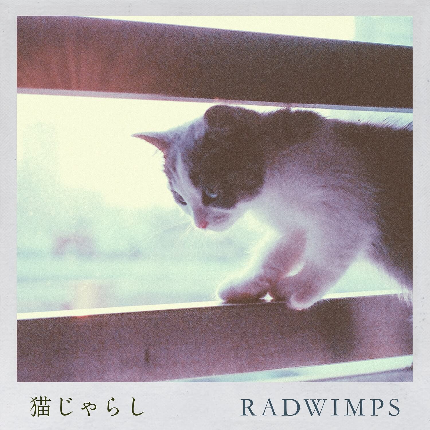 Radwimps 新曲 猫じゃらし の配信スタート Moshi Moshi Nippon もしもしにっぽん