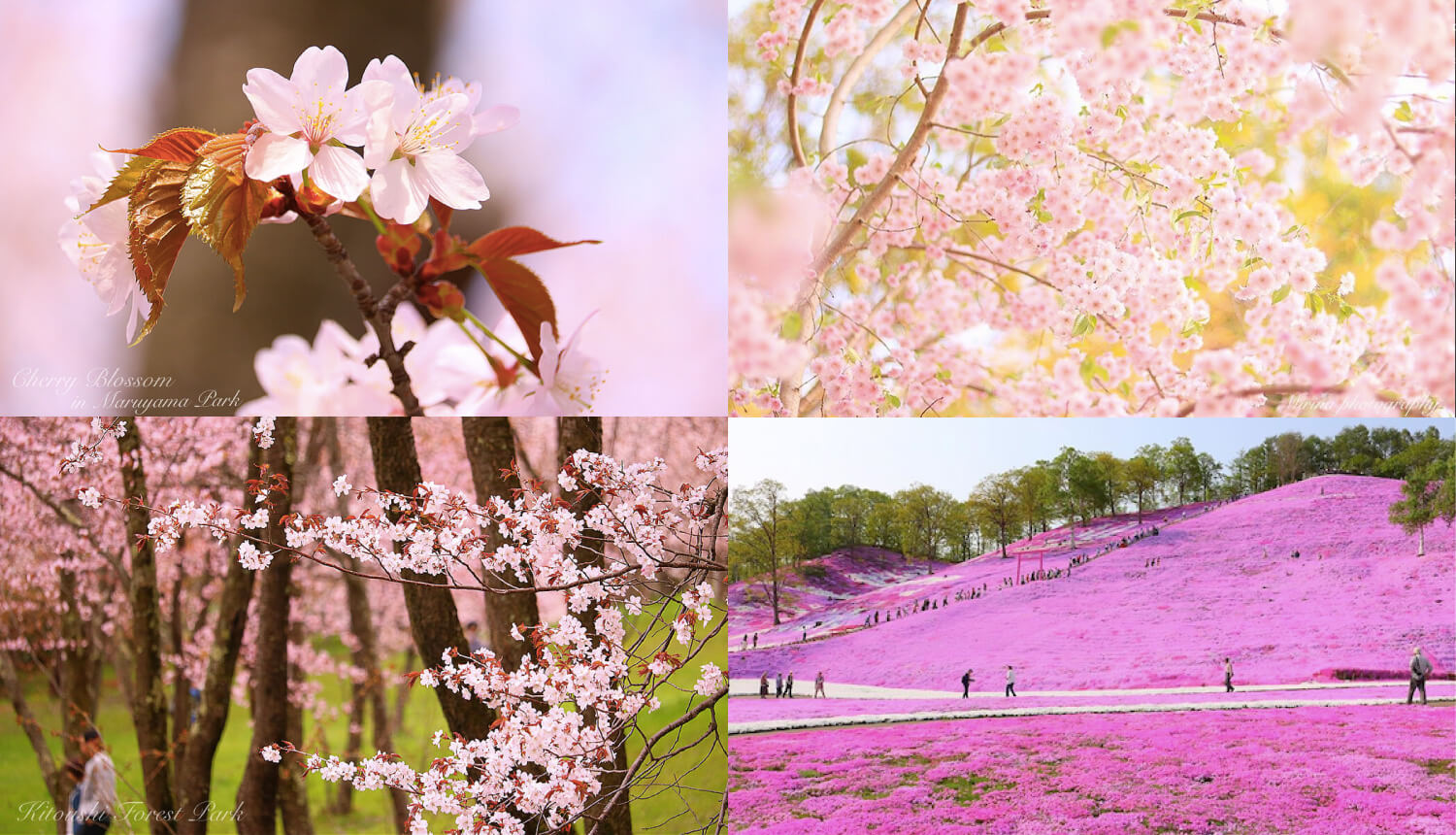 北海道-さくら-Hokkaido-Cherry-Blossoms-北海道櫻花