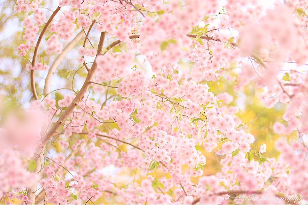 北海道 さくら Hokkaido Cherry Blossoms 北海道櫻花