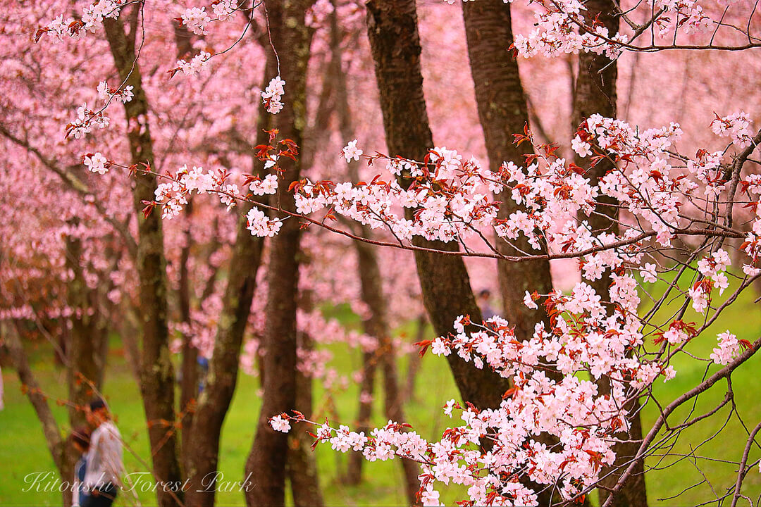 北海道 さくら Hokkaido Cherry Blossoms 北海道櫻花__