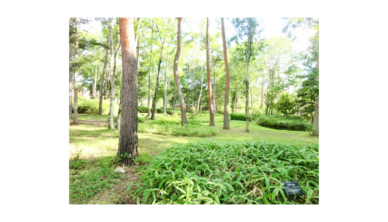 笹離宮　数寄屋庭園-長野　無料開放-紫陽花-Nagano-Japanese-Garden-Free-免費_バナー