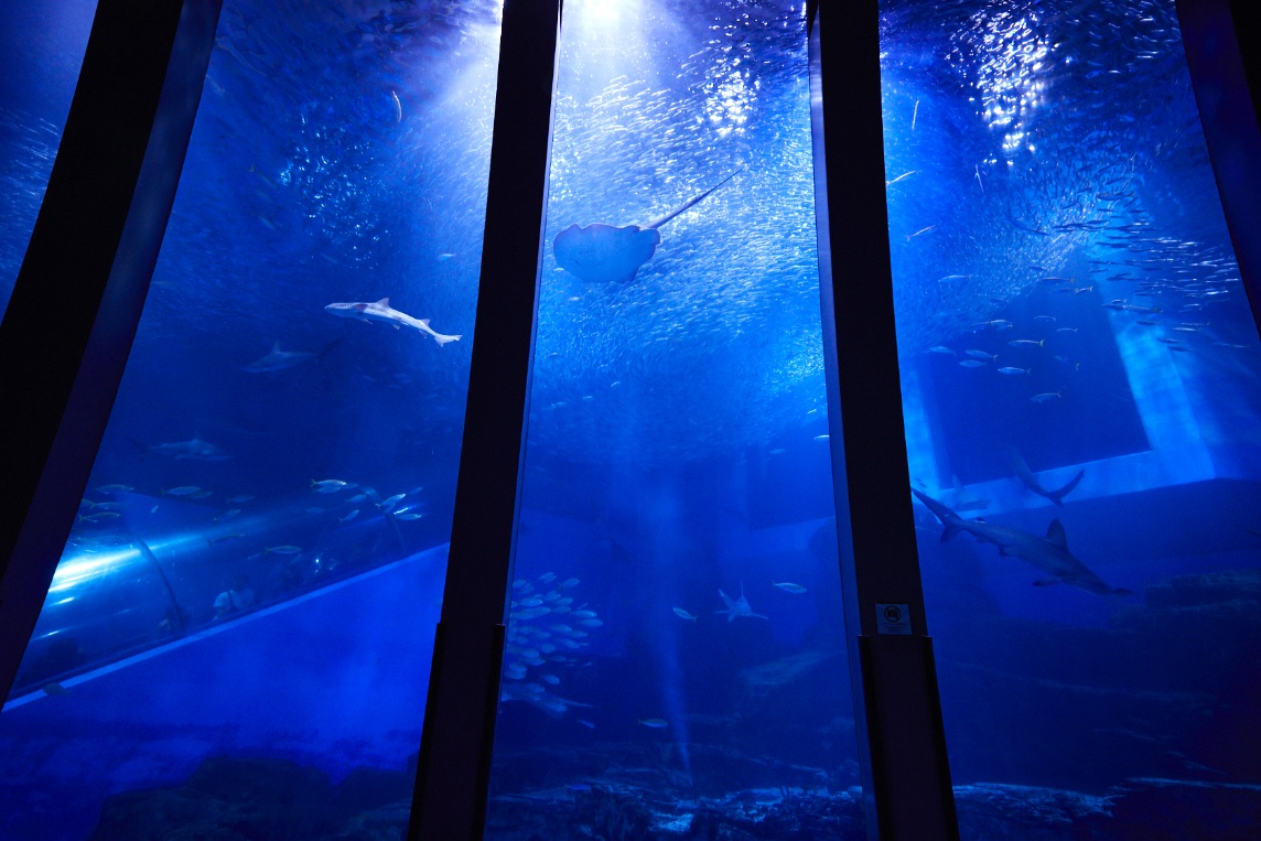 シーパラの夏 2020水族館 Aquarium