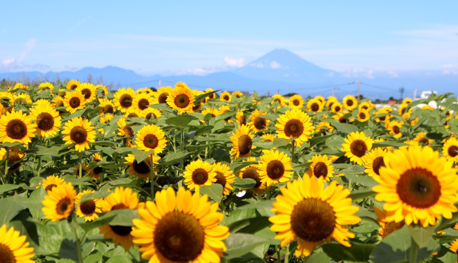 ヒマワリ-ソレイユの丘-Sunflower-Soleil-Hill-向日葵