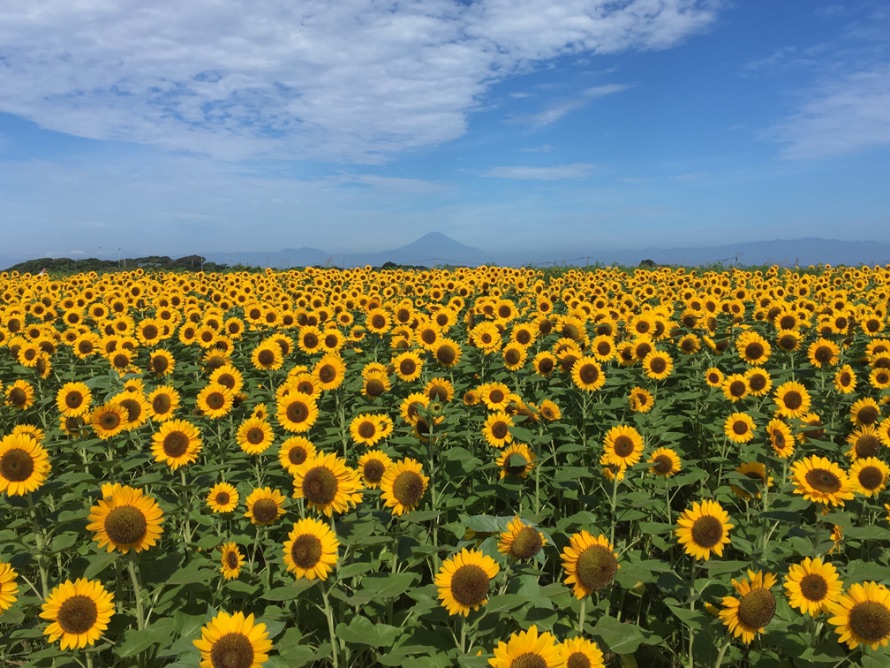 ヒマワリ ソレイユの丘 Sunflower Soleil Hill 向日葵