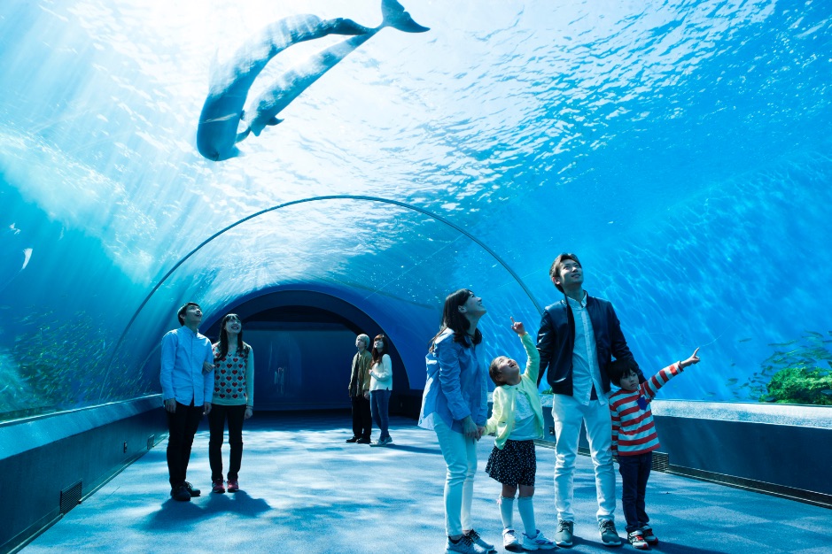 シーパラの夏 2020水族館 Aquarium4