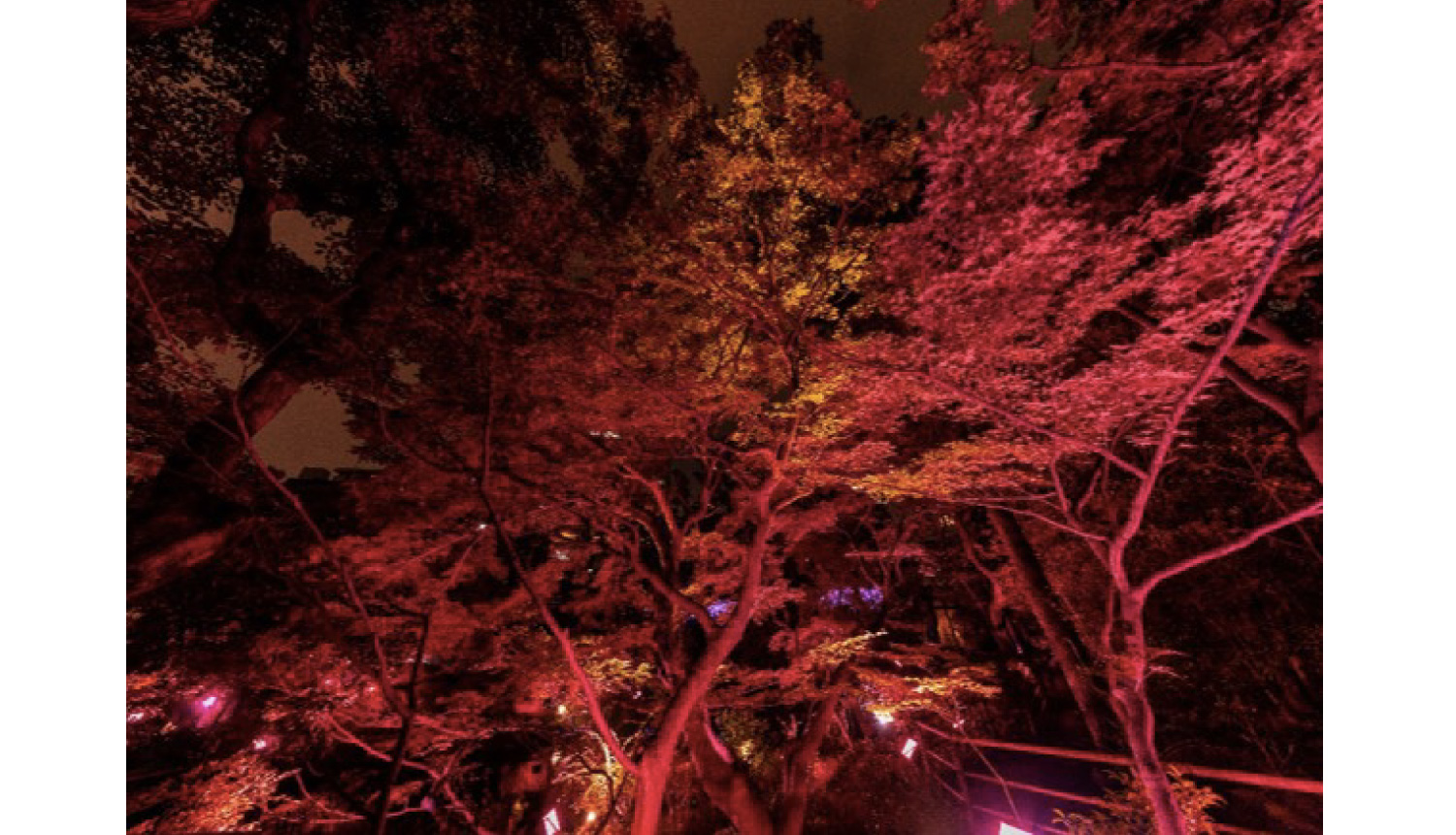 からくれないに染まる夜-autumn-illumination-光雕投影