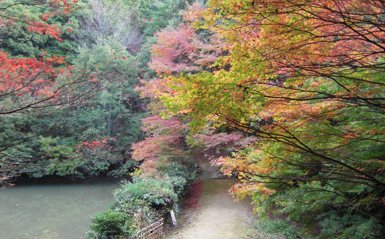 紅葉絶景スポット　6選 大分県 Autumn leaves scenery spots in Oita prefecture 大分県的紅葉絶景3