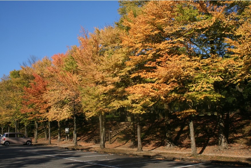 加賀　紅葉スポット Kaga Autmn 秋天的樹葉3