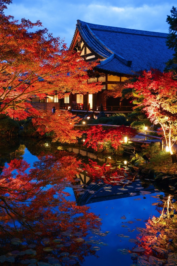 金戒光明寺 イルミネーション京都 光雕投影 Kyoto Konkai-Komyoji temple illumination 3