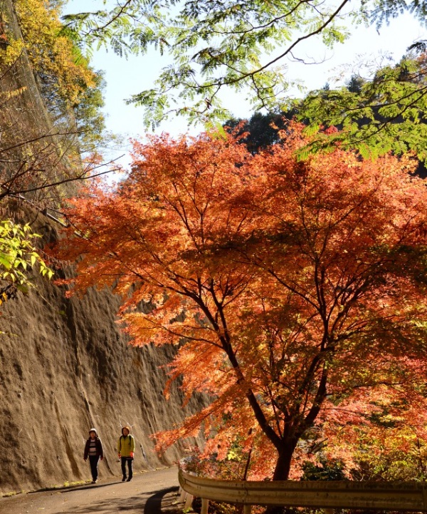 茨城県紅葉 Ibaraki travel 茨城旅行8