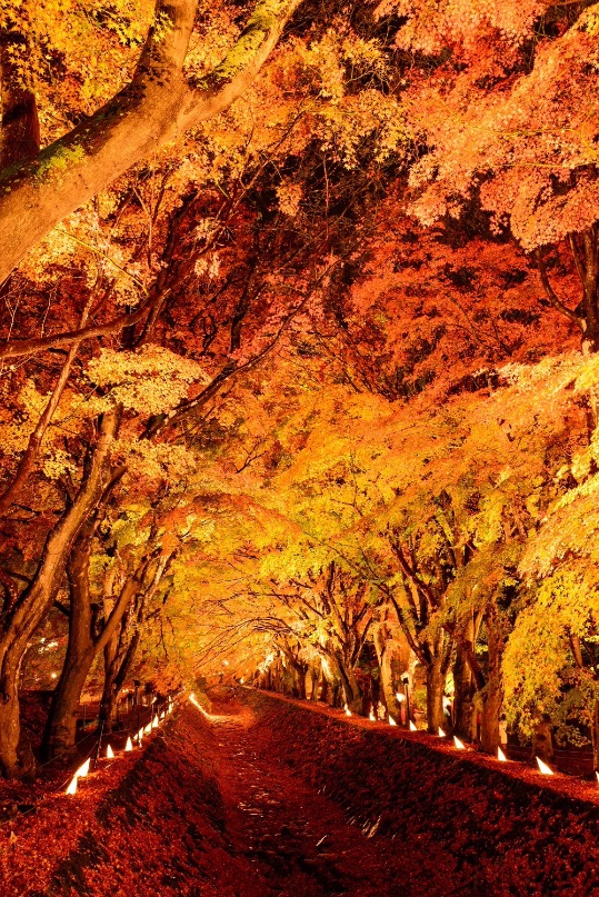 第22回 富士河口湖紅葉まつり Autumn Leaves Yamanashi 日本旅行 6
