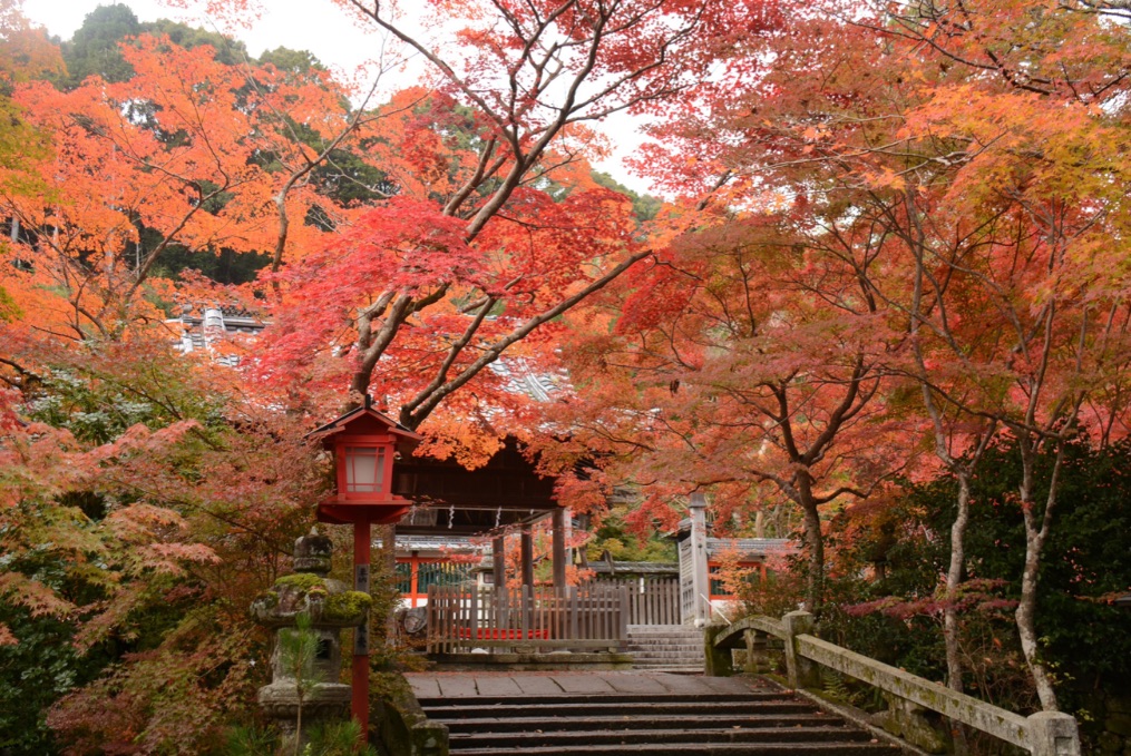 京都 紅葉 Kyoto Autumn Leaves 京都旅行6
