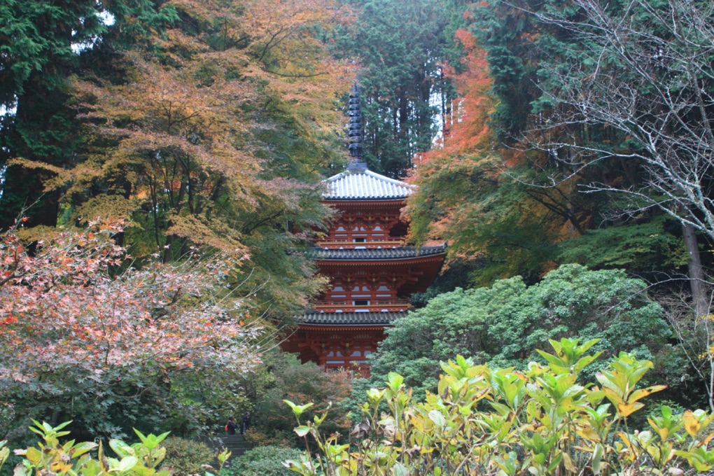 京都 紅葉 Kyoto Autumn Leaves 京都旅行9