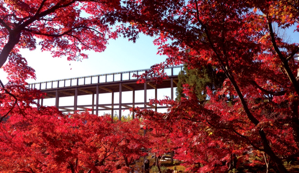 京都 紅葉 Kyoto Autumn Leaves 京都旅行11
