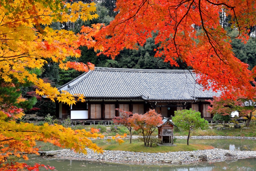 京都 紅葉 Kyoto Autumn Leaves 京都旅行7