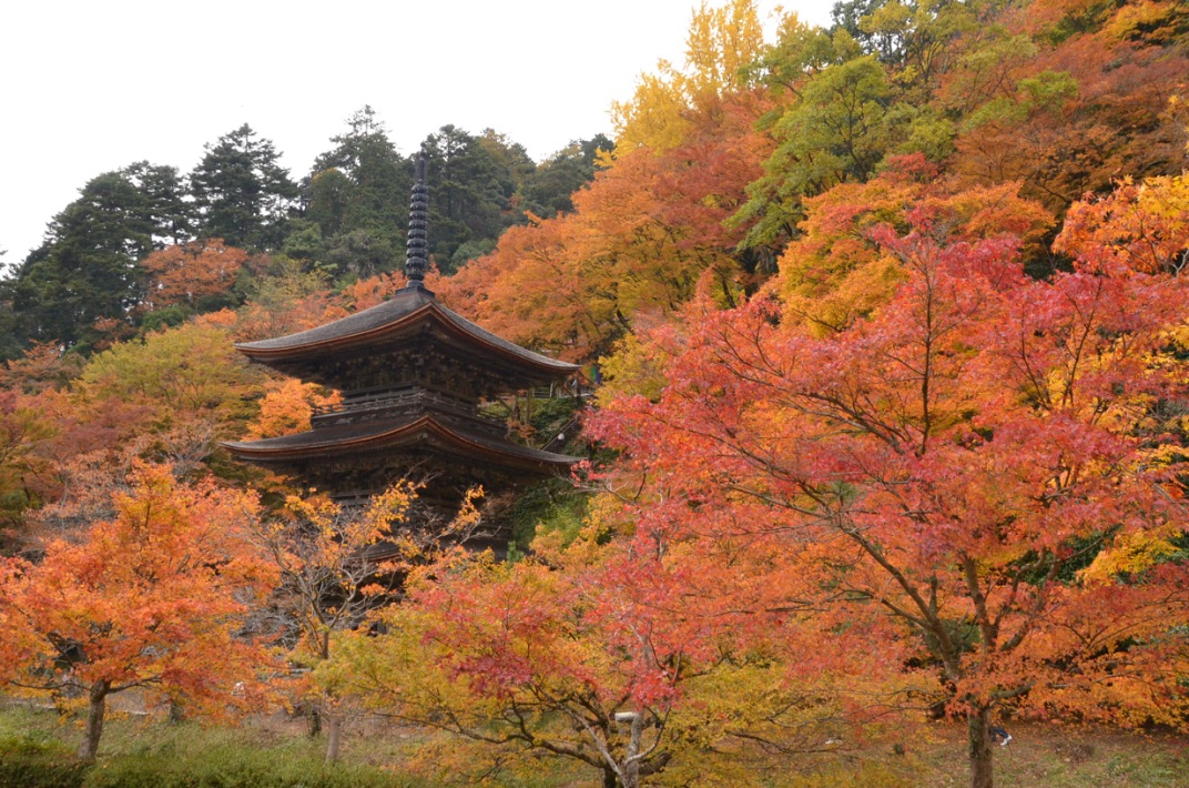 京都 紅葉 Kyoto Autumn Leaves 京都旅行3