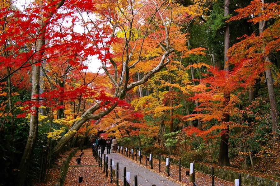 京都 紅葉 Kyoto Autumn Leaves 京都旅行8