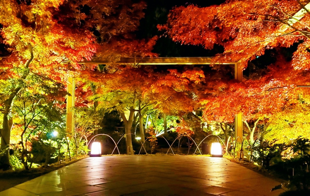 京都 紅葉 Kyoto Autumn Leaves 京都旅行12