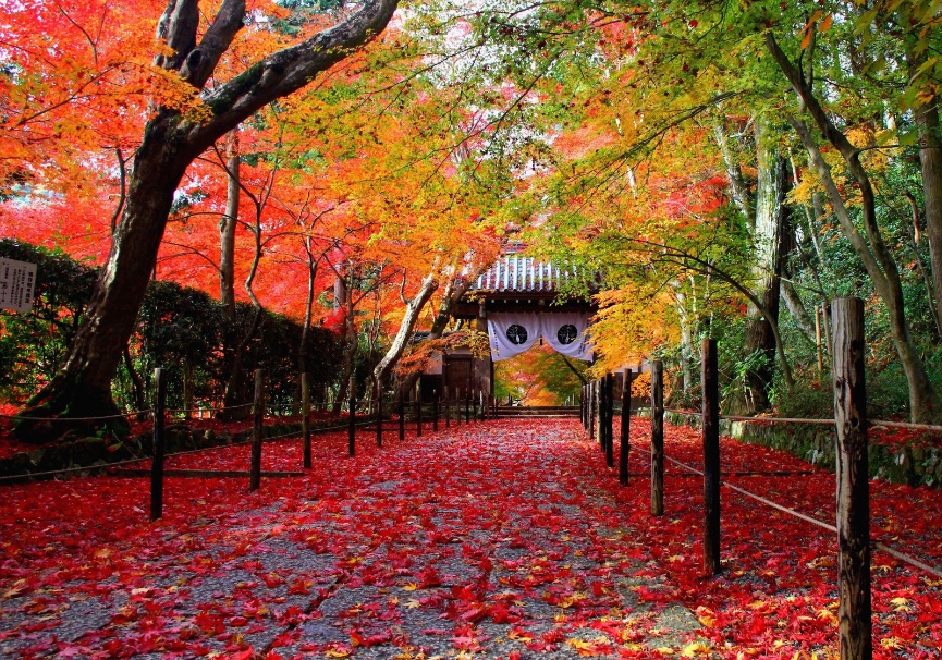 京都 紅葉 Kyoto Autumn Leaves 京都旅行