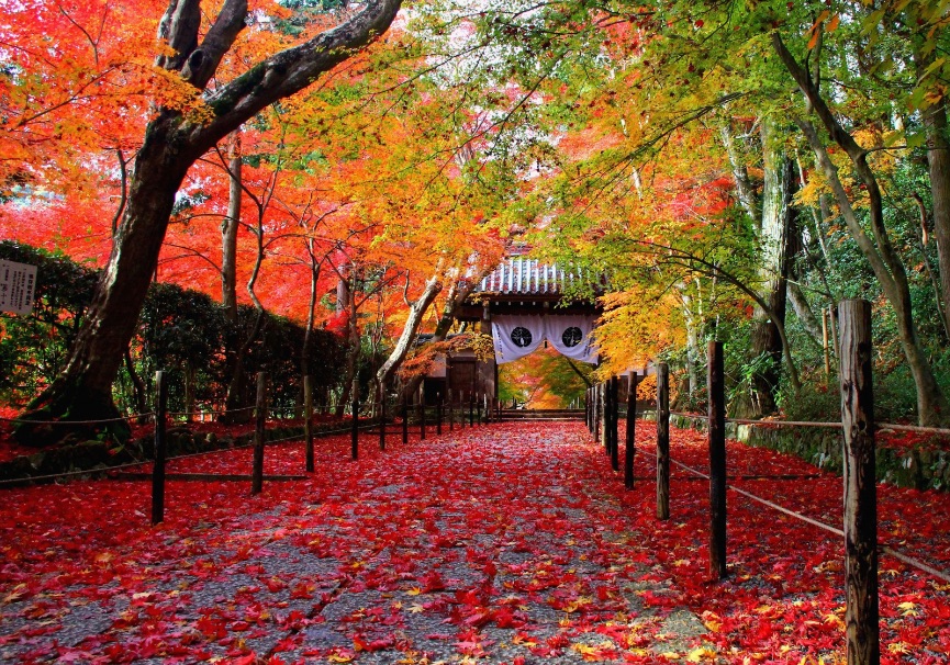 %e4%ba%ac%e9%83%bd-%e7%b4%85%e8%91%89-kyoto-autumn-leaves-%e4%ba%ac%e9%83%bd%e6%97%85%e8%a1%8c-2