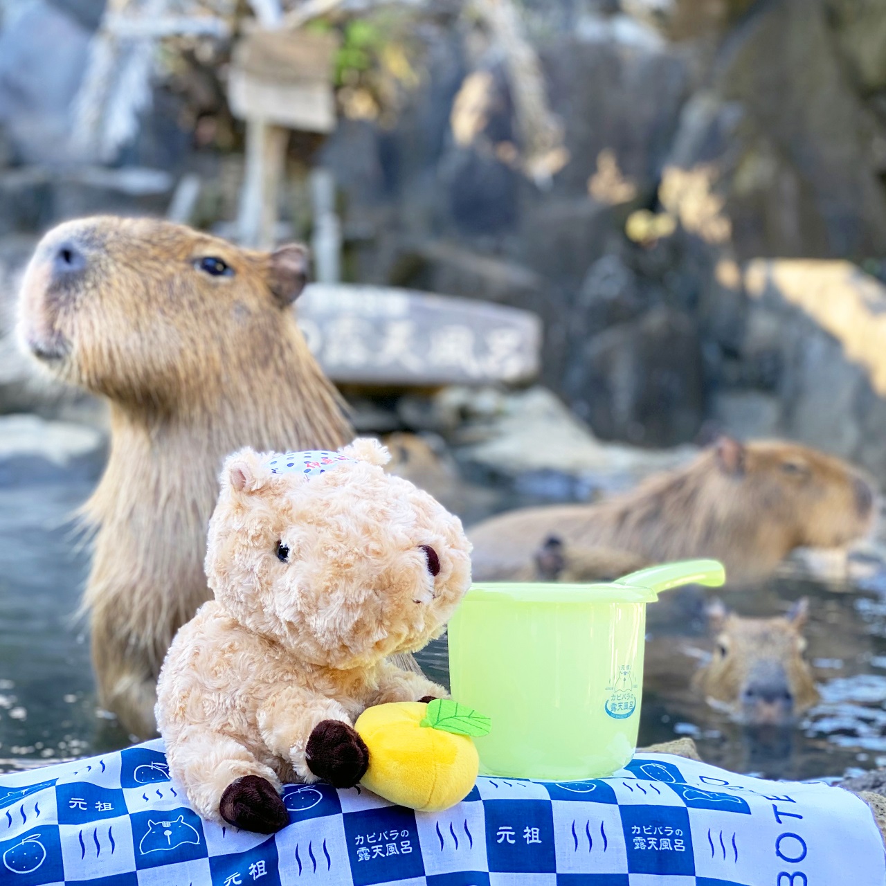 See Capybara Bathing In A Yuzu Hot Bath At Izu Shaboten Zoo This Winter 